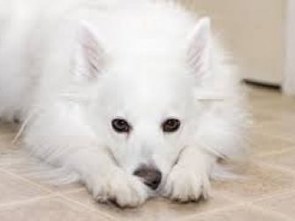 cachorro branco